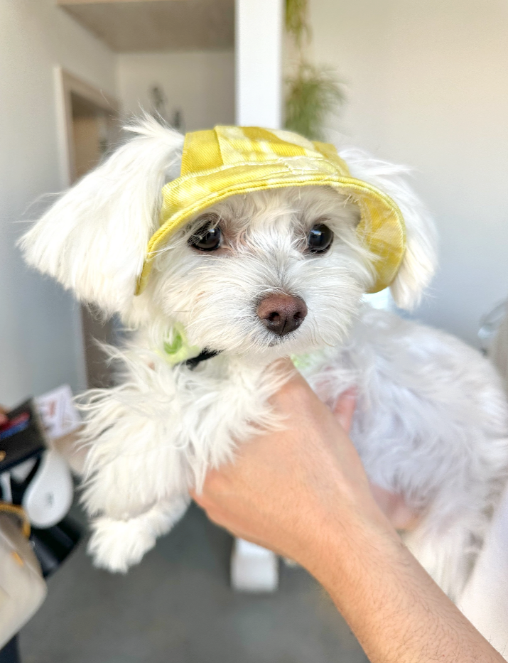 Adjustable Pet Sun Hat