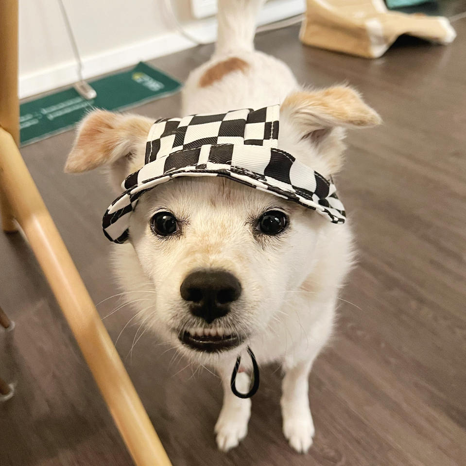 Adjustable Pet Sun Hat